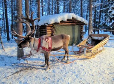 Reindeer sleigh rides in Finland are something you'll never forget. Flickr/Heather Sunderland