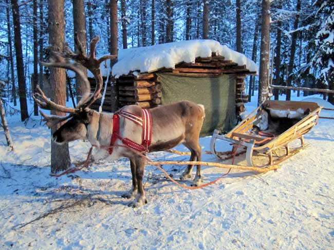 Reindeer sleigh rides in Finland are something you'll never forget. Flickr/Heather Sunderland