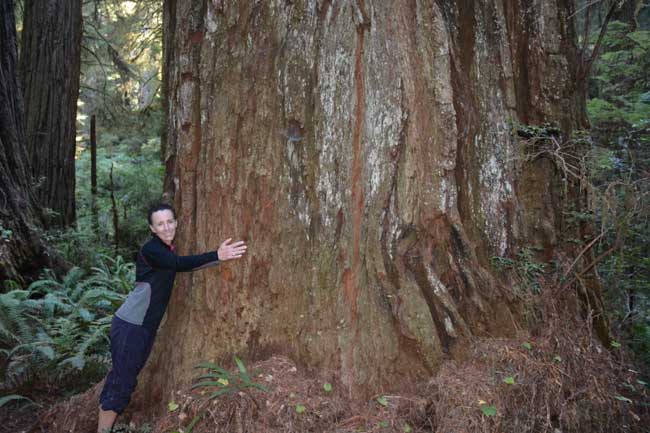 Jedediah Smith Redwoods State Park, photo by Jim Pond