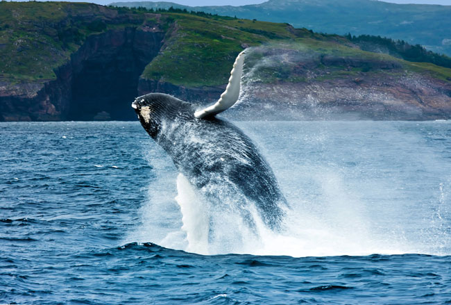 A whale breaches off the coast of Newfoundland. Photo by Barrett & MacKay Photo