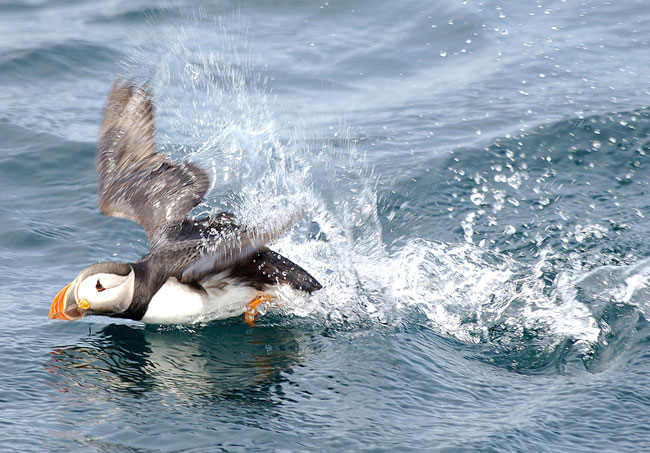 A puffin skims across the water in Newfoundland. Photo by Newfoundland Tourism