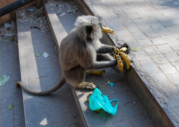 One of the culprits, enjoying a snack. Photo by Rafaela Schneider