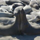 Elephant Seals near San Simeon, CA. Photo by Jim Pond