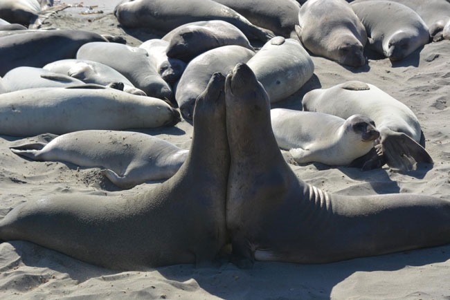 Elephant Seals near San Simeon, CA. Photo by Jim Pond