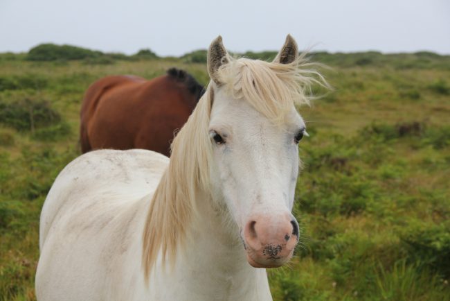 The best dude ranches are an excellent place to learn to ride. Flickr/Rose Davies