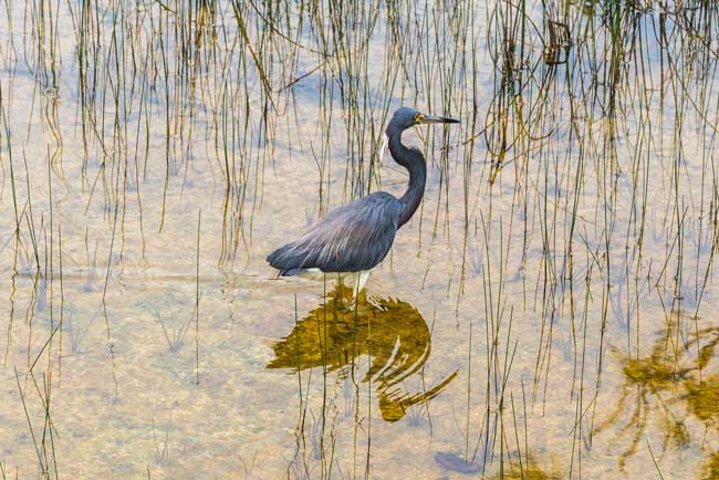 The Florida Keys are home to Everglades National Park.