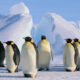 Penguins in Antarctica: Cruise Antartica