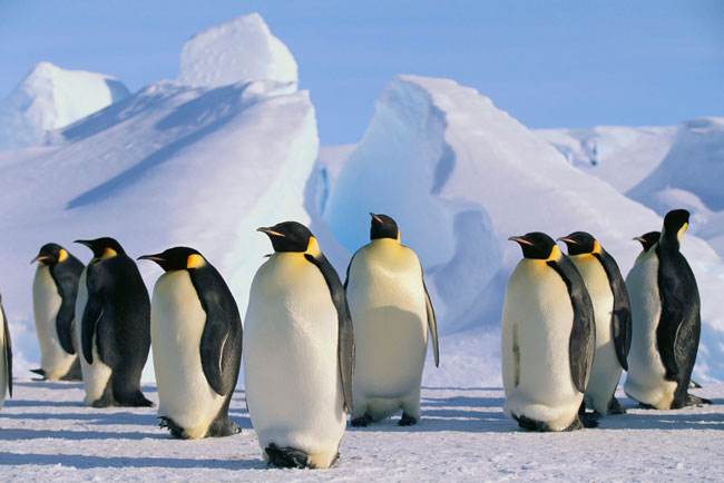 Penguins in Antarctica: Cruise Antartica
