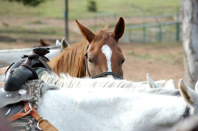 Best dude ranches - Horses wait for their riders at Horseshoe Canyon Ranch in Arkansas. Photo by Horseshoe Canyon Ranch