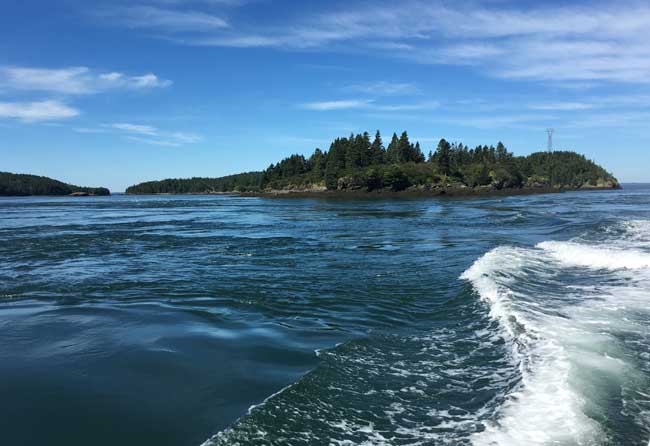 Island Quest Whale Watching Tour. Photo by Carri Wilbanks