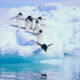 Travel in Antarctica