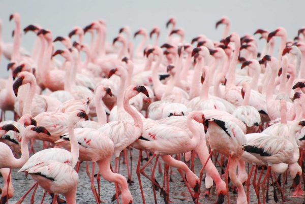 Travel in Namibia: Up close and personal with the bright pink flamingos of Walvis Bay. Photo by Emma Strumpman