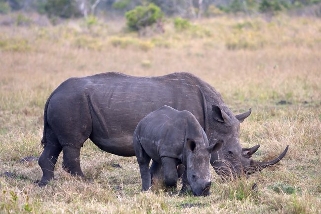 Rhinos were plentiful during our safari in South Africa. Flickr/Rob Schleiffert