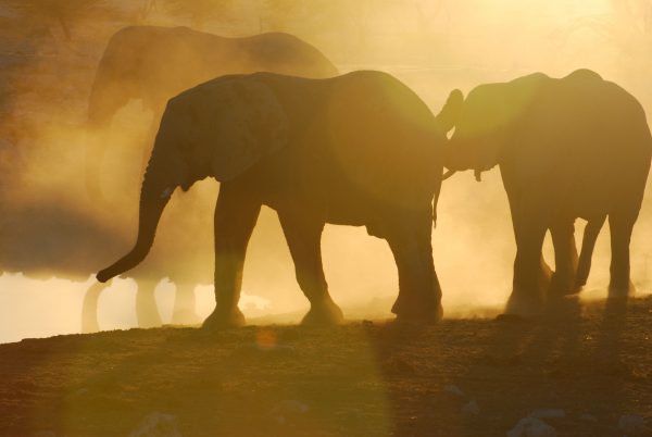 Namibia A herd of elephant at the Okaukuejo waterhole in Etosha. Photo by Emma Strumpman