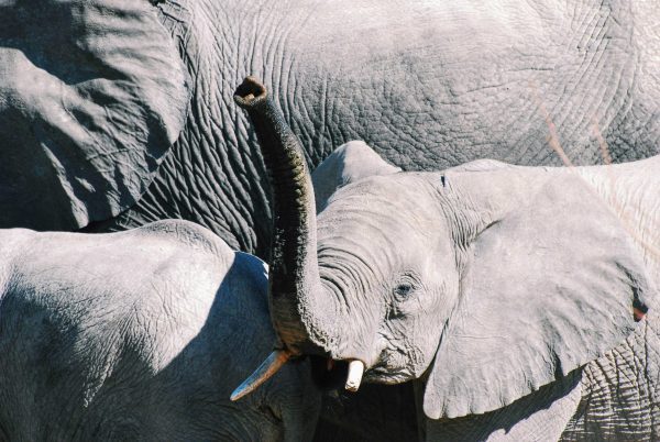 Elephants in Namibia. Baby elephants spotted while on a game-drive in Etosha National Park. Photo by Emma Strumpman