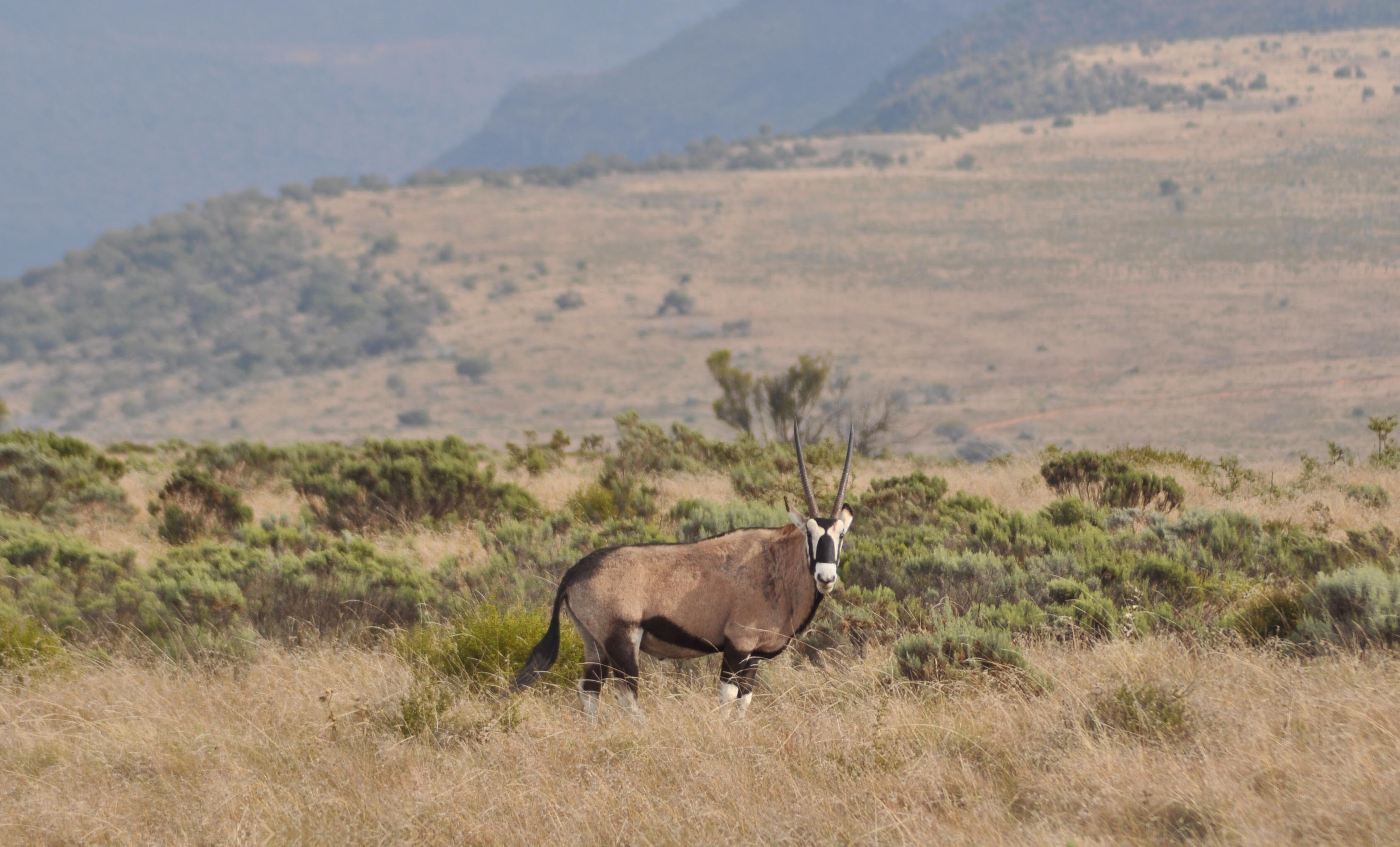 The Great Karoo is rich in wildlife. Photo by Imogene Robinson