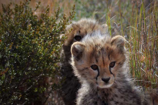 Safari in South Africa. Cheetahs play in the grass