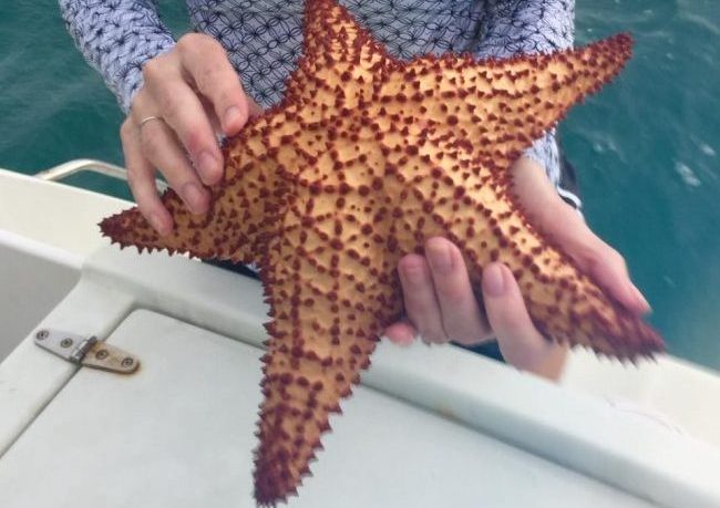 Our diving guide in Nevis brought up this beautiful starfish for us to see. Photo courtesy Janna Graber
