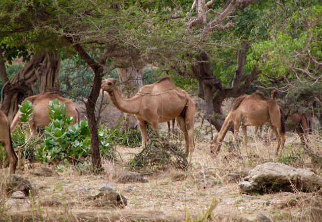 Travel in Oman - Camels eating greenery on the edge of Wadi Darbat. Photo by Chris Brauer