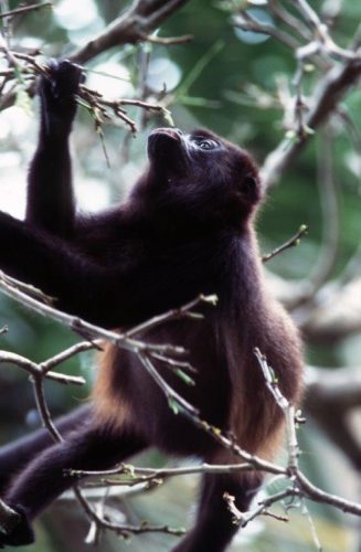 Howler monkey in the Amazon jungle. Photo by Victor Block