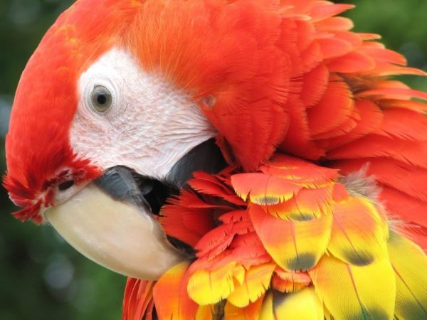 Scarlet Macaw. Photo by Victor Block in the Amazon