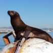 Sea lion lounging in the sun in Redondo Beach, California. Photo by Carrie Dow