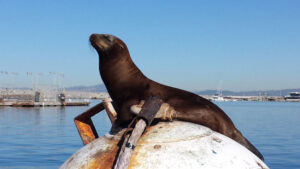 Sea lion lounging in the sun in Redondo Beach, California. Photo by Carrie Dow