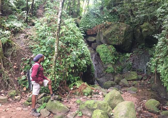 Nevis Travel - Hiking guide Baba Tyson points out local flora and wildlife in Nevis. Photo by Janna Graber