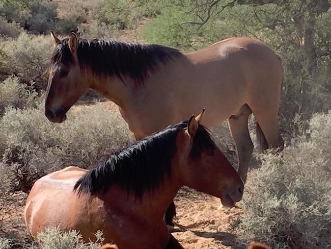 Wild horses for whom Wild Horse Pass was named. Photo by Claudia Carbone