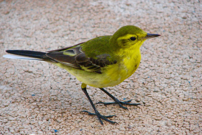 Some of the diverse wildlife in Oman. Photo taken at Ayn Tabraq by Chris Brauer