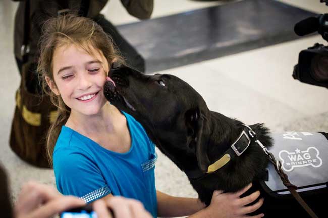 The Wag Bridgade at San Francisco International Airport includes trained animals that roam the terminals doing what they can to make passengers' travel more enjoyable. Photo by San Francisco International Airport 