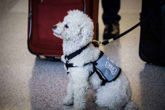 A member of the Wag Brigade at San Francisco International Airport waits to greet passengers. Photo by San Francisco International Airport