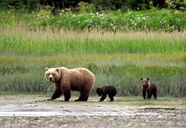 Travel in Alaska. Bear cubs follow their mother in Alaska. Photo by Victor Block