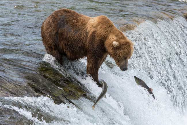 A brown bear fishes for salmon in Alaska. Flickr/hristoph Strässler