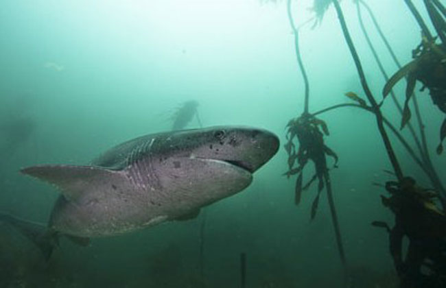 Diving with cow sharks in South Africa