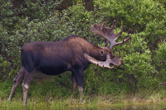 Moose grazing in Alaska. Flickr/Yathin