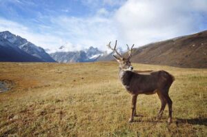 Wildlife in Alaska