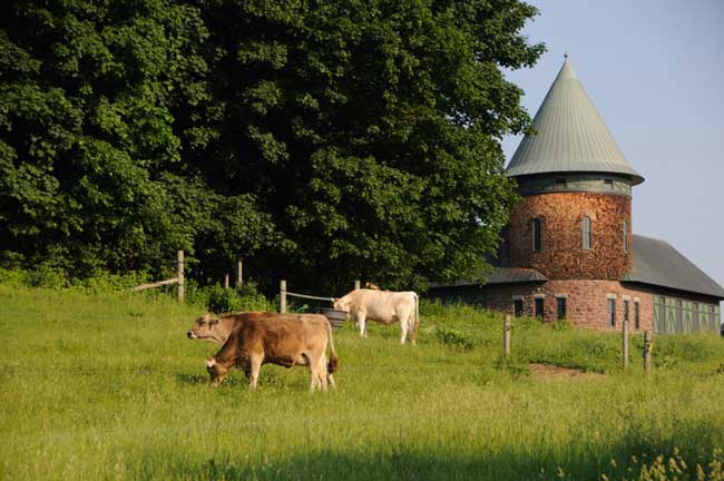 Shelburne Farms and their famous Brown Swiss cattle. Photo by Vermont Tourism