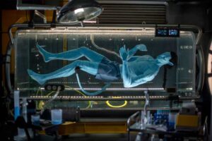 In Flight of Passage, guests connect with an avator and soar on a banshee over Pandora. Before the ride, guests peek inside a lab were an avatar is still in the growth state. Photo by Kent Phillips