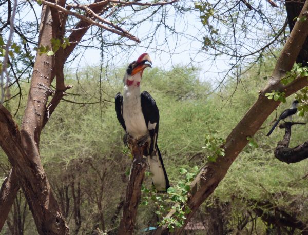 A Von DerDecken's Hornbill in Serengeti National Park. Photo by Rebecca Redshaw