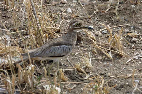 A Water-Thick Knee. Photo by Rebecca Redshaw