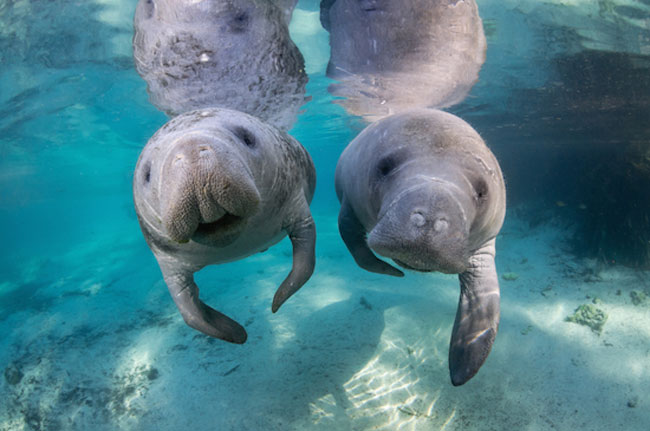 Swimming with manatees in Citrus County, Florida