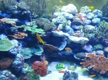 Tennessee Aquarium, coral reef in "Boneless Beauties" section. Photo by Michael Schuman