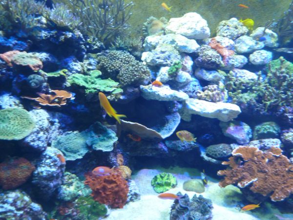 Tennessee Aquarium, coral reef in "Boneless Beauties" section. Photo by Michael Schuman