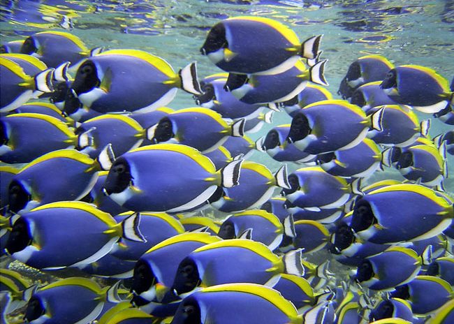 Wedding at Baros includes diving and snorkeling. A school of blue surgeonfish swim along the house reef at Baros. Photo courtesy Baros