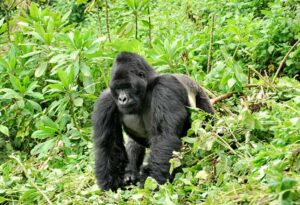 African Adventure: In Search of the Mountain Gorilla in Uganda