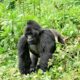 Gorilla safari in Uganda - A silverback gorilla in Uganda
