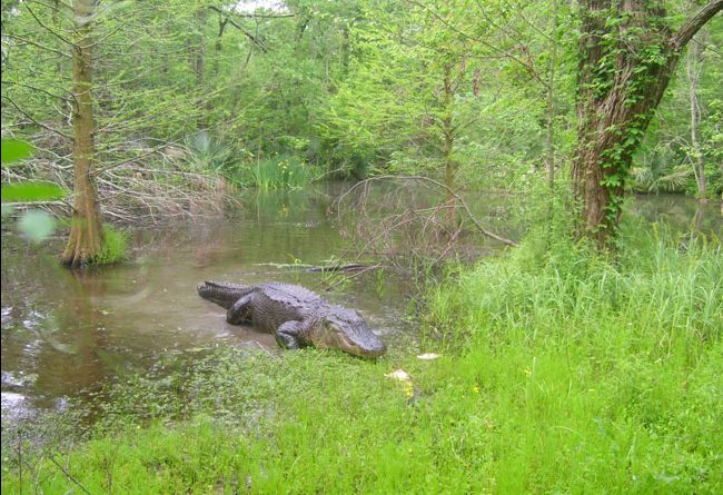 Alligators in the bayou in Cajun Country in Louisiana. Photo by Janna Graber