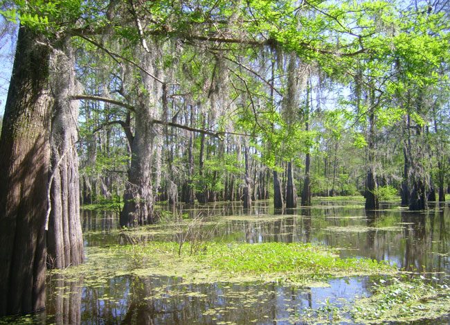 Just 45 minutes from New Orleans, Louisiana's Cajun Country is a world apart. Photo by Janna Graber