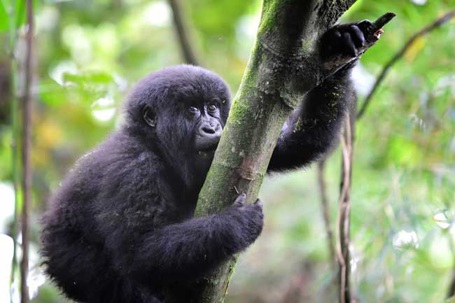 Volcanoes Safaris offers their guests the rare opportunity to see mountain gorillas in the Virunga Mountains . Photo by Volcanoes Safaris